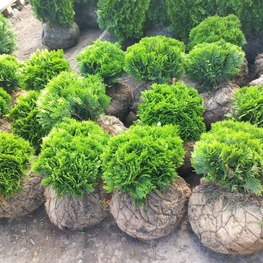 Туя западная Даника (Thuja occidentalis 'Danica')