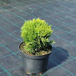 Туя западная Даника (Thuja occidentalis 'Danica')
