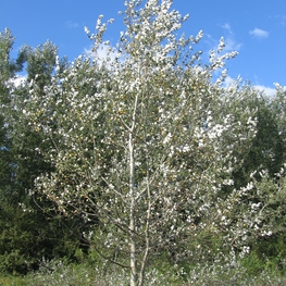 Тополь серебристый (Populus alba)