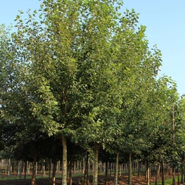 Тополь лавролистный (Populus laurifolia)