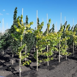 Тополь канадский Серотина Аурея (Populus x canadensis 'Serotina Aurea')