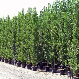 Тополь гибридный Пионер (Populus x hybrid 'Pioner')