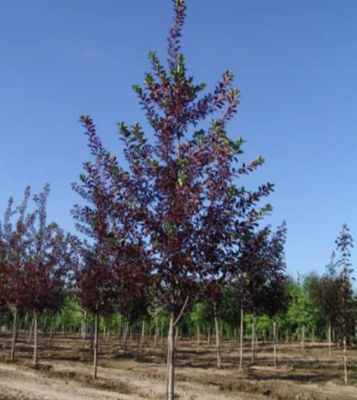 Черемуха виргинская Шуберт (Prunus virginiana 'Shubert')