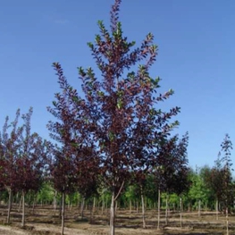 Черемуха виргинская Шуберт (Prunus virginiana 'Shubert')