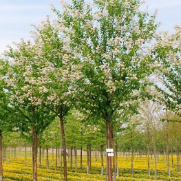 Черемуха Маака Амбер Бьюти (Prunus maackii 'Amber Beauty')