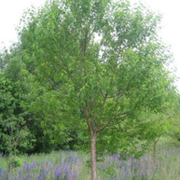 Черемуха обыкновенная (Prunus padus)