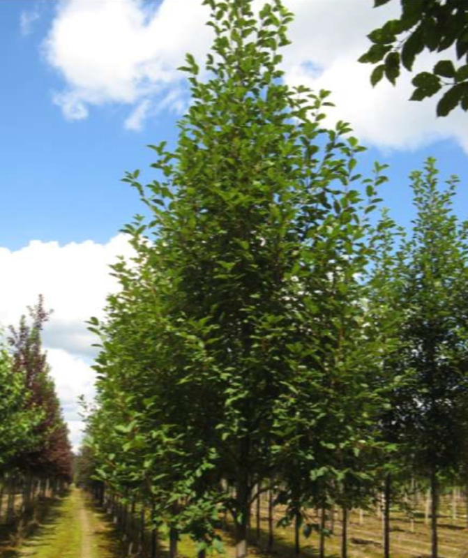 Черемуха обыкновенная Ватерери (Prunus padus 'Watereri')