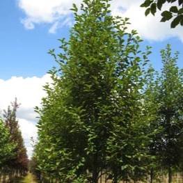 Черемуха обыкновенная Ватерери (Prunus padus 'Watereri')