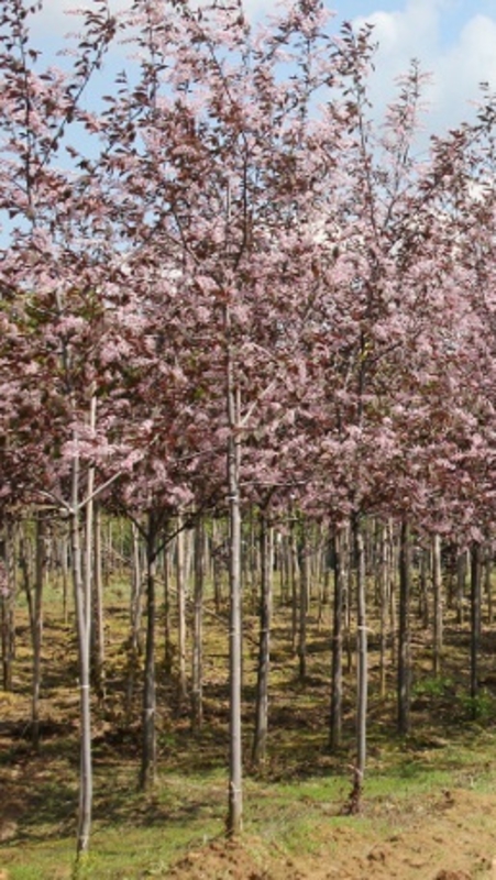 Черемуха обыкновенная Колората (Prunus padus 'Colorata')