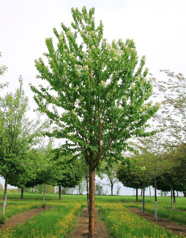 Черёмуха Маака (Prunus maackii)