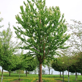 Черёмуха Маака (Prunus maackii)