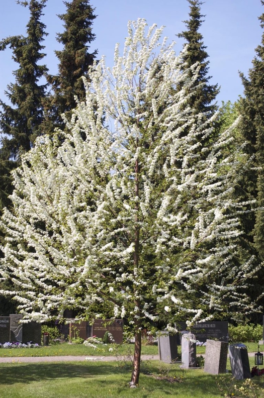 Черемуха пенсильванская (Prunus pensylvanica)