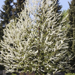 Черемуха пенсильванская (Prunus pensylvanica)