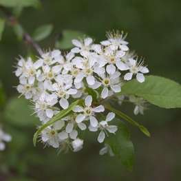 Черемуха пенсильванская (Prunus pensylvanica)