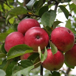 Яблоня Мельба (Malus domestica 'Melba')