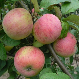 Яблоня Вишневая (Malus domestica 'Vishnevaya')