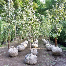 Яблоня Вишневая (Malus domestica 'Vishnevaya')