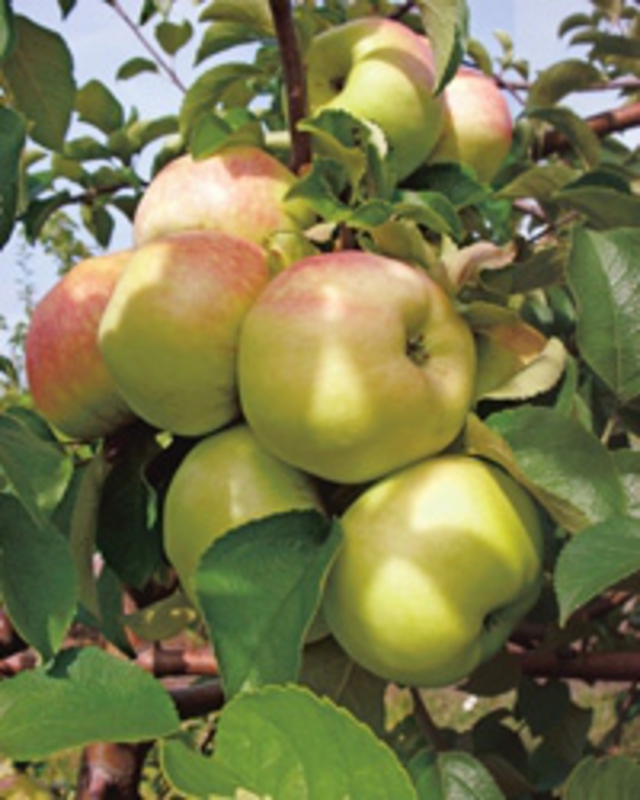 Яблоня Богатырь (Malus domestica 'Bogatyr')