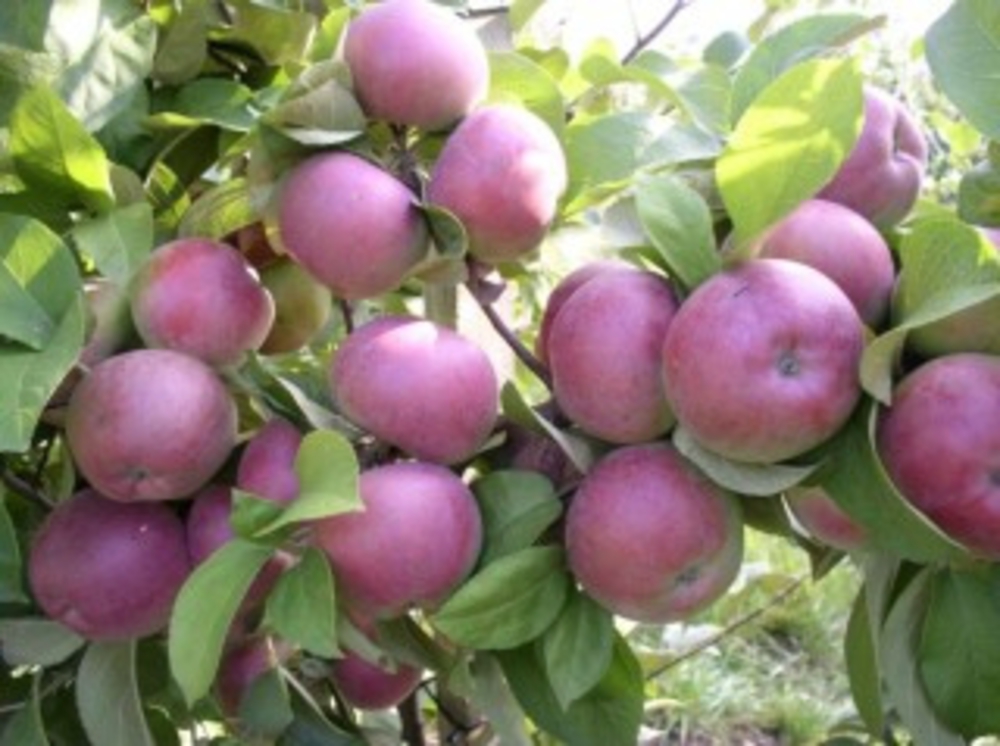 Яблоня Спартан (Malus domestica 'Spartan')