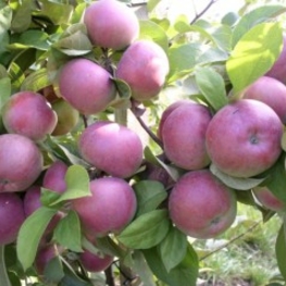 Яблоня Спартан (Malus domestica 'Spartan')
