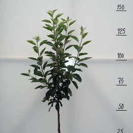 Яблоня Антоновка обыкновенная (Malus domestica 'Antonovka Obyknovennaya')