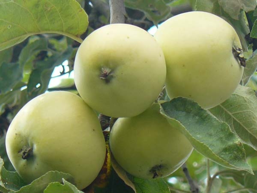 Яблоня Белый налив (Malus domestica 'Bely Naliv')