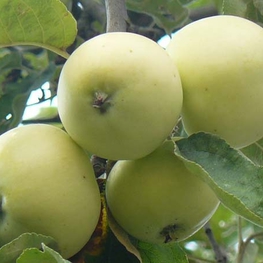 Яблоня Белый налив (Malus domestica 'Bely Naliv')