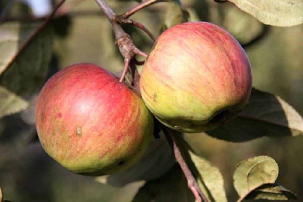 Яблоня Медуница (Malus domestica 'Medunitsa')