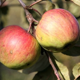 Яблоня Медуница (Malus domestica 'Medunitsa')