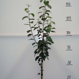 Яблоня Медуница (Malus domestica 'Medunitsa')