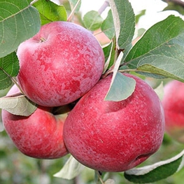 Яблоня Лобо (Malus domestica 'Lobo')