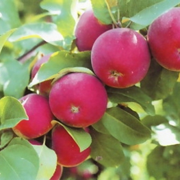 Яблоня Орлик (Malus domestica 'Orlik')