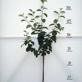 Яблоня Орловское полосатое (Malus domestica 'Orlovskoe Polosatoe')