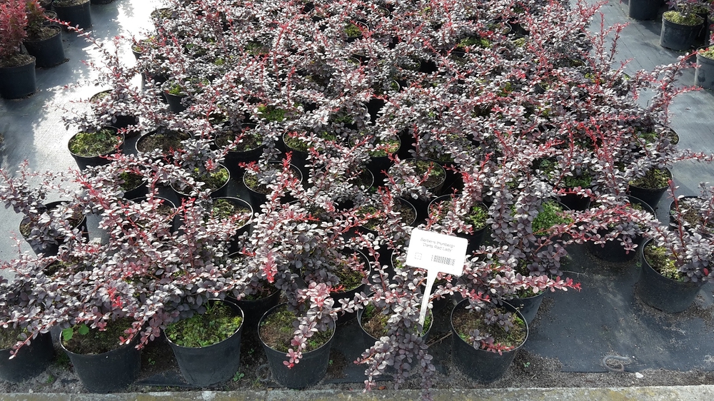 Барбарис Тунберга Дартс Ред Леди (Berberis thunbergii 'Dart\'s Red Lady')