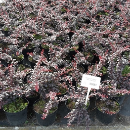 Барбарис Тунберга Дартс Ред Леди (Berberis thunbergii 'Dart\'s Red Lady')