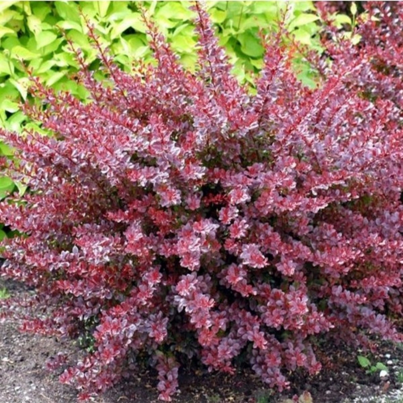 Барбарис Тунберга Арлекин (Berberis thunbergii 'Harlequin')