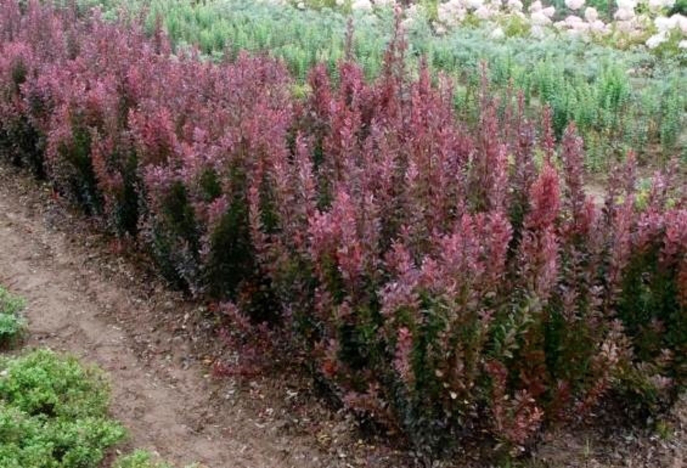 Барбарис Тунберга Рози Рокет (Berberis thunbergii 'Rosy Rocket')