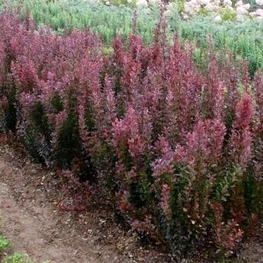 Барбарис Тунберга Рози Рокет (Berberis thunbergii 'Rosy Rocket')