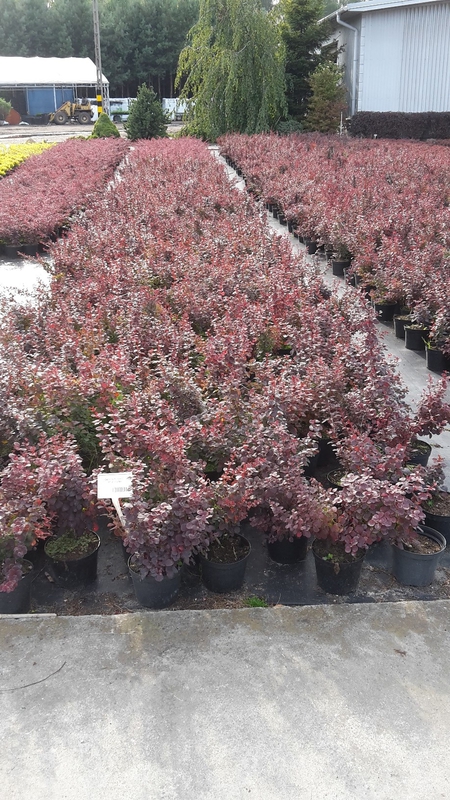 Барбарис Тунберга Атропурпуреа (Berberis thunbergii 'Atropurpurea')