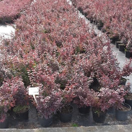 Барбарис Тунберга Атропурпуреа (Berberis thunbergii 'Atropurpurea')