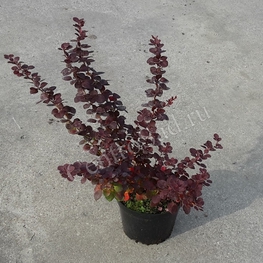 Барбарис Тунберга Атропурпуреа (Berberis thunbergii 'Atropurpurea')