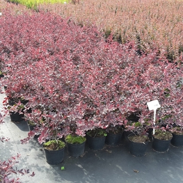 Барбарис оттавский Суперба (Berberis × ottawensis 'Superba')