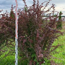 Барбарис оттавский Суперба (Berberis × ottawensis 'Superba')