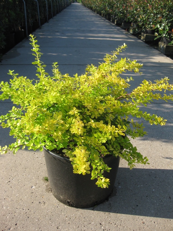 Барбарис Тунберга Ауреа (Berberis thunbergii 'Aurea')