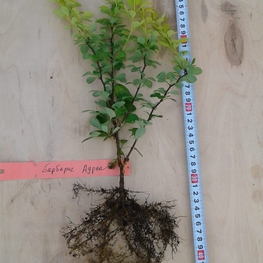 Барбарис Тунберга Ауреа (Berberis thunbergii 'Aurea')