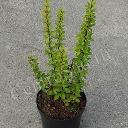 Барбарис Тунберга Эректа (Berberis thunbergii 'Erecta')