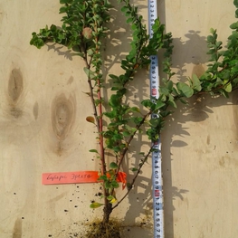 Барбарис Тунберга Эректа (Berberis thunbergii 'Erecta')