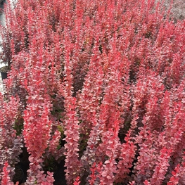 Барбарис Тунберга Оранж Рокет (Berberis thunbergii 'Orange Rocket')