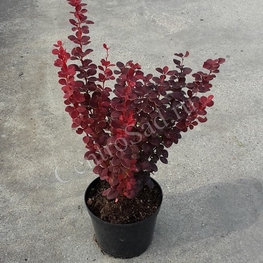 Барбарис Тунберга Оранж Рокет (Berberis thunbergii 'Orange Rocket')