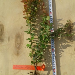 Барбарис Тунберга Оранж Рокет (Berberis thunbergii 'Orange Rocket')